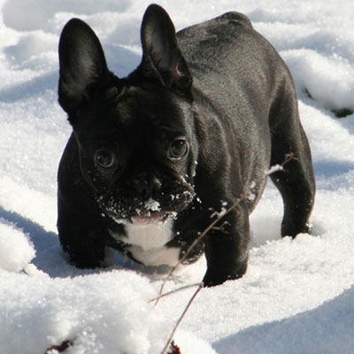 French Bulldog Coat Colors, Patterns and Colloquialisms